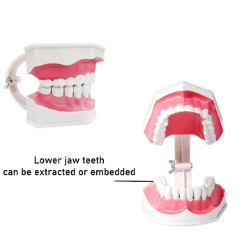 Dantų gydymas, Suaugusiųjų Dantų Burnos Medicinos Modelį Mokymo Studijų, Mokymosi Reikmenys 14x12x9.5cm